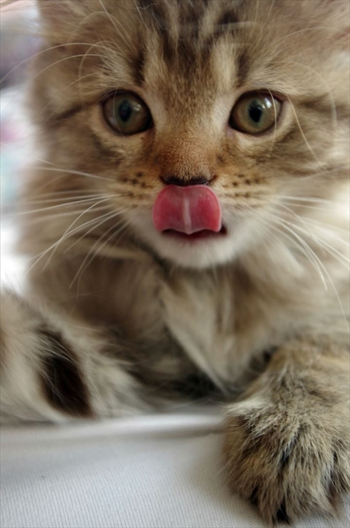 可愛い舌　猫46